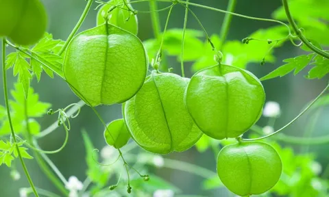 “Dây leo trái tim” – cây cảnh bay bổng, xanh mướt như mơ, khiến ban công rực rỡ và lãng mạn